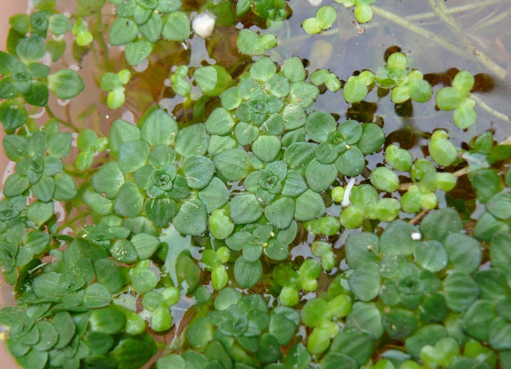 Callitriche cfr. stagnalis  (Lamiales - Plantaginaceae)